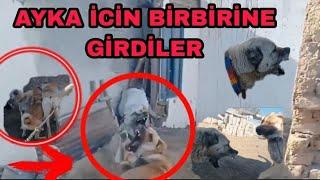 AYKA İCİN BİRBİRİNE GİRDİLER AYKA ASLANA SALDİRDİ AZKALSİN TUTUYORDU