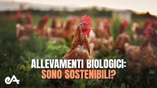 Gli allevamenti biologici sono sostenibili?