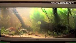 JBL Biotope Aquarium Contest 2013 - 3rd place, Eugenia Moiseyeva