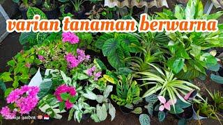 tanaman beragam varian warna sudah ready bosku..