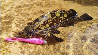 Rock Fishing In Mallorca For Grouper and Triggerfish