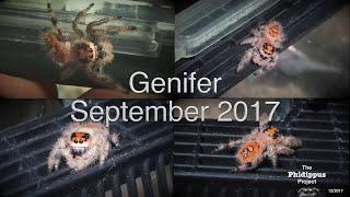 Genifer the Intelligent Spider Goes For A Walk - with school pics at end