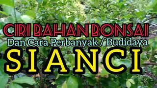 CIRI BAHAN BONSAI DAN CARA PERBANYAK / BUDIDAYA SIANCI