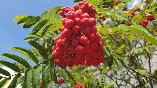 Identifying the Rowan Tree, Sorbus Sp