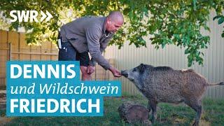 Ein Wildschwein als Haustier: Kann das funktionieren?