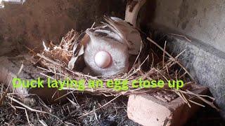 Duck  laying an egg close up