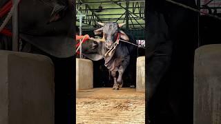 Gigantic Black Beast Comes Out from The Barn || Pagla Goru 2025