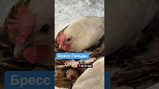 Куры Бресс Гальцы купить инкубационное яйцо Хитрук Елена Украина