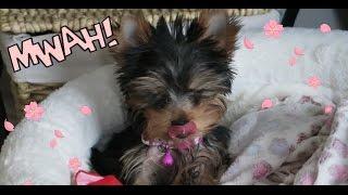 Picking up our new Yorkie puppy