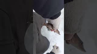 Такую рыбу надо отпускать даже не задумываясь.