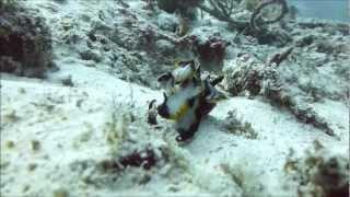 The Dancing Queen of Mabul Island: Flamboyant Cuttlefish