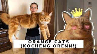 Gelagat Kocheng Oren! - Orange Cat Behaviors