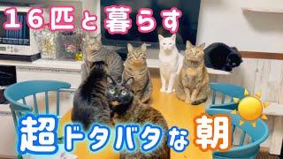 【リアル密着】保護猫多頭飼い実家のモーニングルーティン‼︎