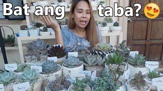 CARE TIPS TO KEEP OUR SUCCULENTS HEALTHY! || Philippines