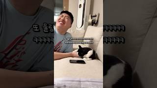 착한 고양이