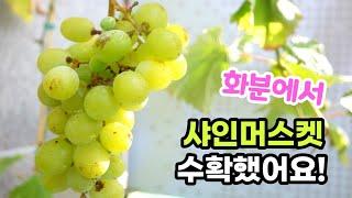 포도나무 실패없이 키우는 법 | 열매 수확도 하고 달콤한 열매까지 | 노하우 대방출 |샤인머스켓나무 | 취목 |