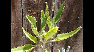 Never Buy Mother Of Thousands, Just Propagate (with actual results)