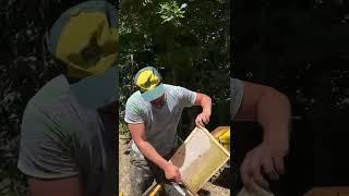 Качаем майский мед 25 мая 2025 года #beekeeper #пчелы #bee #beekeeping #honey #honeysingh #honeybee