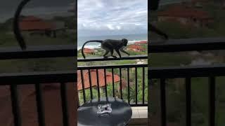 MONKEYS BROKE INTO MY ROOM #vlog #blogger #foryou #love #travel #reels