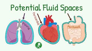Potential Fluid Spaces in the Body | Pleural Cavity, Pericardial Cavity, Peritoneal Cavity