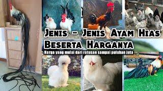 JENIS-JENIS AYAM HIAS || Ayam Hias Dengan Harga Luar Biasa Yang Bisa Kamu Koleksi