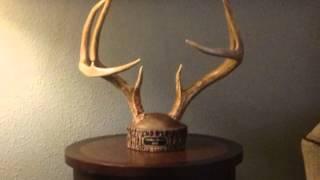 Deer Antler Mounting Kit from BUCKSTUMPS - Whitetail and More