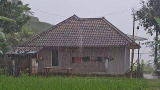 BIKIN BETAH, SUASANA HUJAN DERAS GEMURUH GUNTUR DI PEDESAAN JAWA BARAT | Walking in the rain