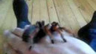 Brachypelma Boehmei High Rez 2