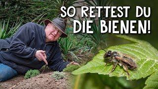 Bienen retten kann jeder!  - DIY Nisthilfe für Wildbienen bauen