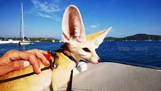 Adventures of a Fennec Fox on Holiday - Full movie