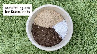 Best Potting Soil for Succulents