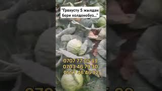 "ГРОХУСТУ 5 ЖЫЛДАН БЕРИ КОЛДОНОБУЗ..."