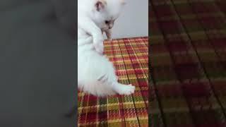 Cute Baby Kitten Meow ️ #shorts #cat #funny #kitten #catlover