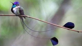 Beautiful Long-Tailed Birds 