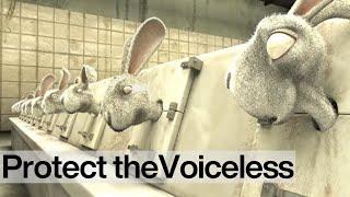 Bright Eyes: End Cosmetics Testing on Animals