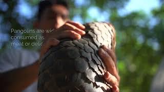 PANGOLIN: the story of the world's most trafficked mammal (ENGLISH version)