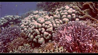 Corals and Related Marine Life of Raja Ampat - July, 2024