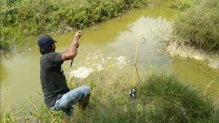 TARIKAN DAHSYAT IKAN KELAPARAN DI MUSIM KEMARAU..