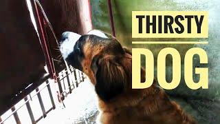 Thirsty Dog | St. Bernard | Kennel Philippines