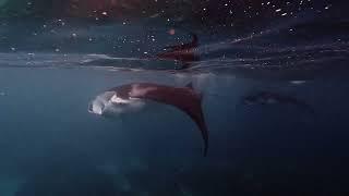 Bali freediving with manta rays