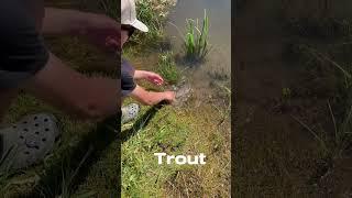 What’s you favorite Freshwater fish? #music #fishing #bassfishing #outdoors #bassproshop #trout