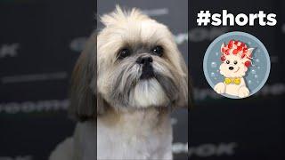 How to cut a Shih Tzu - GroomerOK #shorts