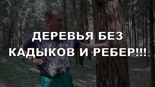 Я мягкий... И дерево делаю мягким... Войдите в мою логику