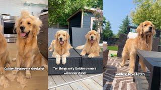 Ten Things Golden Retriever Owners Will Understand