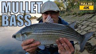 TIDEL UPĖ: Kaip žvejoti MULLET ir BASS