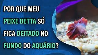 Por que meu peixe betta só fica deitado no fundo do aquário? Confira os 7 principais motivos!