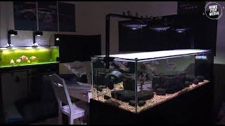 Stunning Underwater home fish media Explore the Beauty of a Plant Aquarium #150
