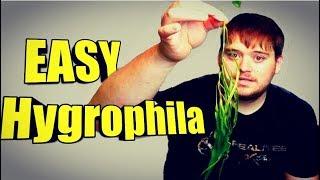 EASY Aquarium Plant | Hygrophila Willow (AKA Hygrophila Angustifolia)