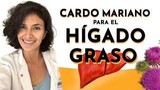 CARDO MARIANO y alimentos para sanar el hígado graso ¿Es posible revertir el hígado graso?