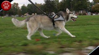 NORA THE HUSKY LOVES TO RUN!